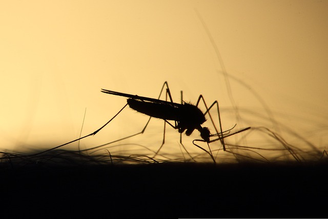 Ilustrativna fotografija komarca